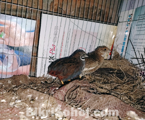 King Quel (কিং কোয়েল)